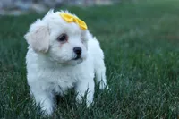 Bubbles 💕, a female Bichon Frise and Shih Tzu for sale in Fresno, OH – 7 of 10