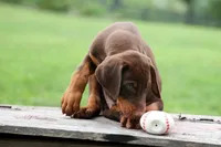 Gunner🦴, a male Doberman Pinscher for sale in Fresno, OH – 3 of 10