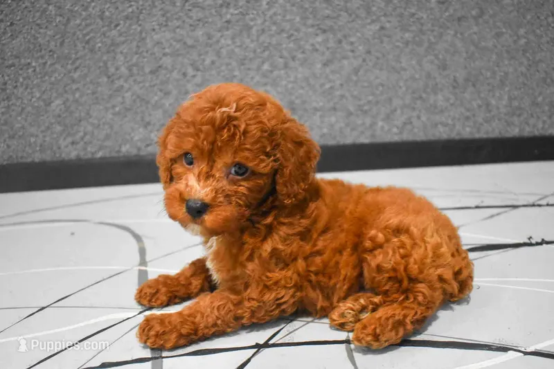 Lenny – Poodle - Miniature  puppy for sale in Fresno, OH