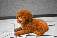 Lenny, a female Poodle - Miniature  for sale in Fresno, OH – 1 of 10