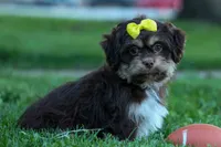  Oscar , a male Maltese and Shih Tzu for sale in Fresno, OH – 2 of 10