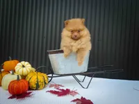 🐾 Meet Rosa — A Bouncy Little Ball of Fluff! 🐾, a male Pomeranian for sale in Fresno, OH – 6 of 10