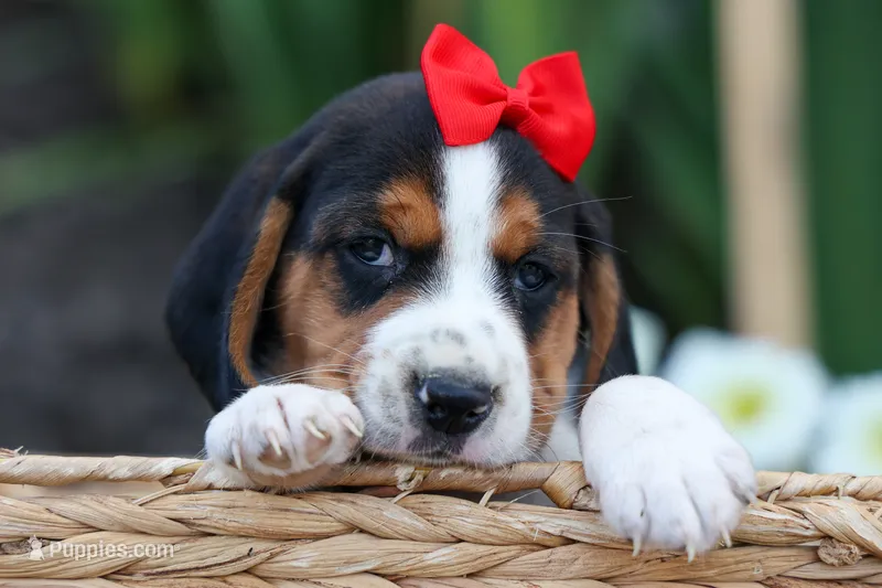 Chip🐶 – Beagle puppy for sale in Fresno, OH