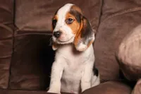 Dallas 🐾, a male Beagle for sale in Fresno, OH – 6 of 10
