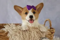 Zoey 🌸, a female Pembroke Welsh Corgi for sale in Fresno, OH – 9 of 10