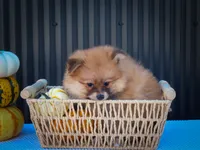 Milly💗, a female Pomeranian for sale in Fresno, OH – 7 of 10