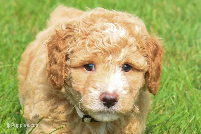 Stetson  – Maltipoo puppy for sale in Fresno, OH