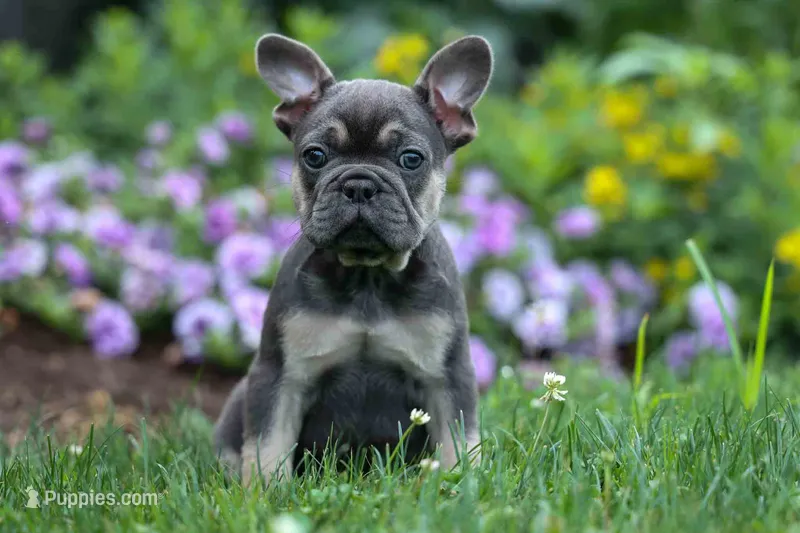 Edison – French Bulldog puppy for sale in Fresno, OH