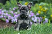 Edison, a male French Bulldog for sale in Fresno, OH – 1 of 10