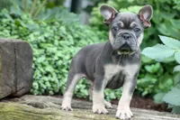 Edison, a male French Bulldog for sale in Fresno, OH – 10 of 10