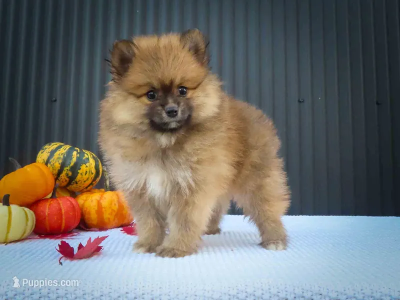 🐾 Meet Rolo — A Bouncy Little Ball of Fluff! 🐾 – Pomeranian puppy for sale in Fresno, OH