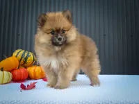🐾 Meet Rolo — A Bouncy Little Ball of Fluff! 🐾, a male Pomeranian for sale in Fresno, OH – 1 of 10