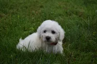  Tucker, a male Bichon Frise for sale in Fresno, OH – 3 of 6
