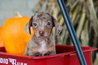   Zion🐶, a male Miniature Dachshund for sale in Fresno, OH – 8 of 9