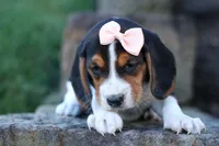 Cleo 🌸, a female Beagle for sale in Fresno, OH – 2 of 9
