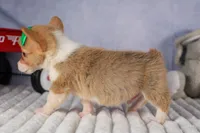  Cody🐾🐶, a male Pembroke Welsh Corgi for sale in Fresno, OH – 8 of 8