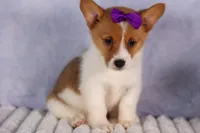 Bambi, a female Pembroke Welsh Corgi for sale in Fresno, OH – 4 of 10