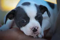 Quinto Bear🐾, a male Frenchton for sale in Fresno, OH – 2 of 10