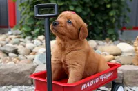  Quinny , a male Golden Retriever for sale in Fresno, OH – 6 of 9