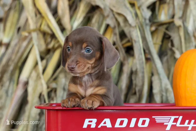  Zoey🎀 – Miniature Dachshund puppy for sale in Fresno, OH