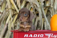  Zoey🎀, a female Miniature Dachshund for sale in Fresno, OH – 1 of 10