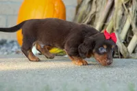 Zane🐾, a male Miniature Dachshund for sale in Fresno, OH – 4 of 10