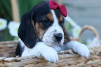 Cody 🐾🐶 , a male Beagle for sale in Fresno, OH – 9 of 10