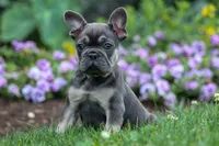 Edison, a male French Bulldog for sale in Fresno, OH – 9 of 10