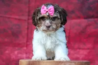 Olive, a female Maltese and Shih Tzu for sale in Fresno, OH – 10 of 10
