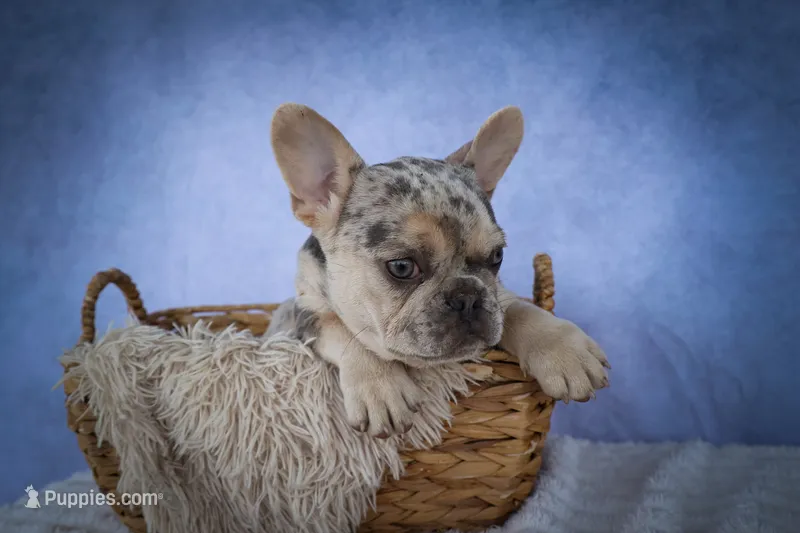  Spencer🐾🐶 – French Bulldog puppy for sale in Fresno, OH