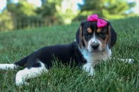 Cora 💖, a female Beagle for sale in Fresno, OH – 4 of 10