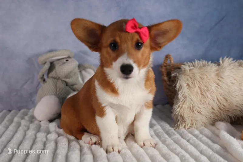 Zella 💗 – Pembroke Welsh Corgi puppy for sale in Fresno, OH