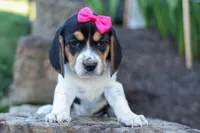 Cora 💖, a female Beagle for sale in Fresno, OH – 2 of 10