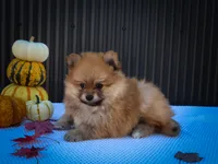 Max🐾, a male Pomeranian for sale in Fresno, OH – 8 of 10