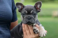 Edison, a male French Bulldog for sale in Fresno, OH – 8 of 10