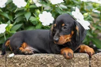 Iggy🐶, a male Miniature Dachshund for sale in Fresno, OH – 4 of 10