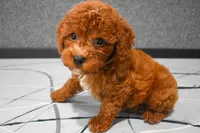 Lenny, a female Poodle - Miniature  for sale in Fresno, OH – 4 of 10