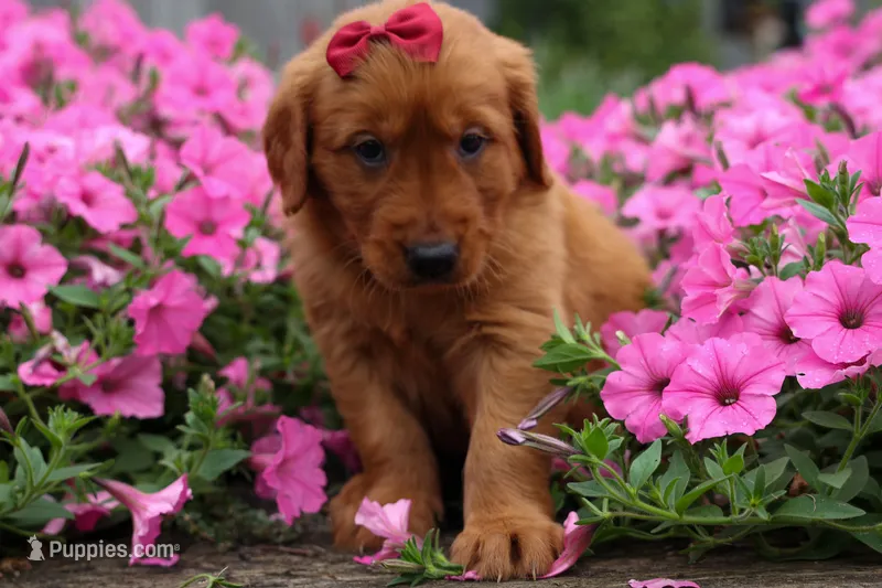  Quinny  – Golden Retriever puppy for sale in Fresno, OH