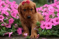  Quinny , a male Golden Retriever for sale in Fresno, OH – 1 of 9