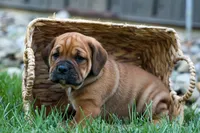 Axel 💙🐾, a male English Bulldog and Beagle for sale in Fresno, OH – 2 of 9