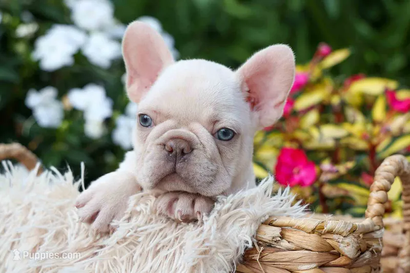    Ronnie 🐾🐶 – French Bulldog puppy for sale in Fresno, OH