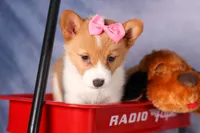  Bella💕🐶, a female Pembroke Welsh Corgi for sale in Fresno, OH – 2 of 10