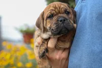 Avery ❤️, a male English Bulldog and Beagle for sale in Fresno, OH – 4 of 10