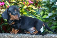  Zeke🐾, a male Miniature Dachshund for sale in Fresno, OH – 9 of 10