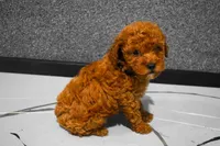 Logan, a male Poodle - Miniature  for sale in Fresno, OH – 7 of 8