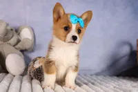  Benji🐾🐶, a female Pembroke Welsh Corgi for sale in Fresno, OH – 4 of 8