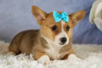 Yack 🐶, a male Pembroke Welsh Corgi for sale in Fresno, OH – 8 of 9
