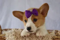 Zoey 🌸, a female Pembroke Welsh Corgi for sale in Fresno, OH – 6 of 10