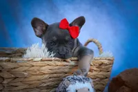 Quest ✨, a male Frenchton for sale in Fresno, OH – 8 of 9
