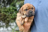 Avery ❤️, a male English Bulldog and Beagle for sale in Fresno, OH – 2 of 10